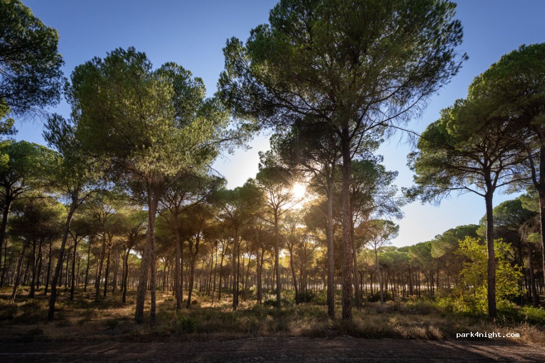 Camping Huttopia Parque de Doñana — foto 2