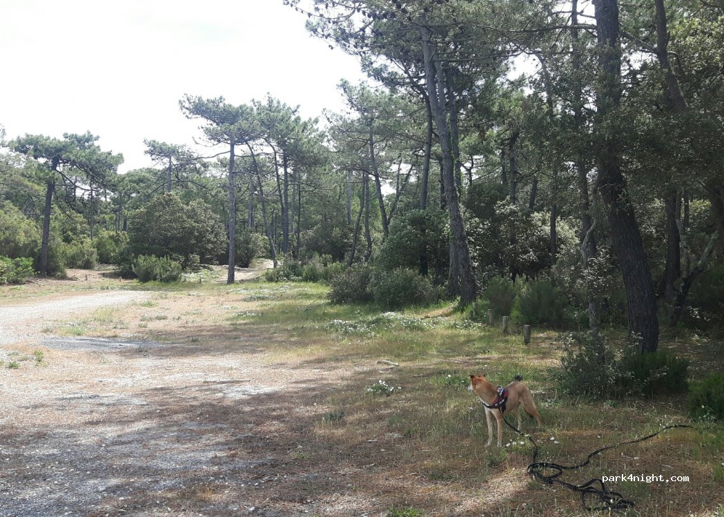 (17130) Montendre - Allée du Lac — foto