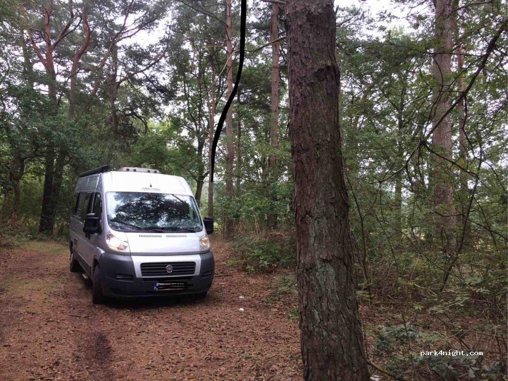 (9551) Sellingen - Groot Koolwitje — foto