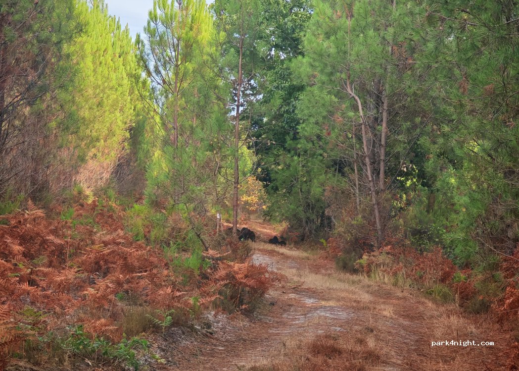 (33113) Saint-Symphorien - 4 Jouanhaut — foto 5