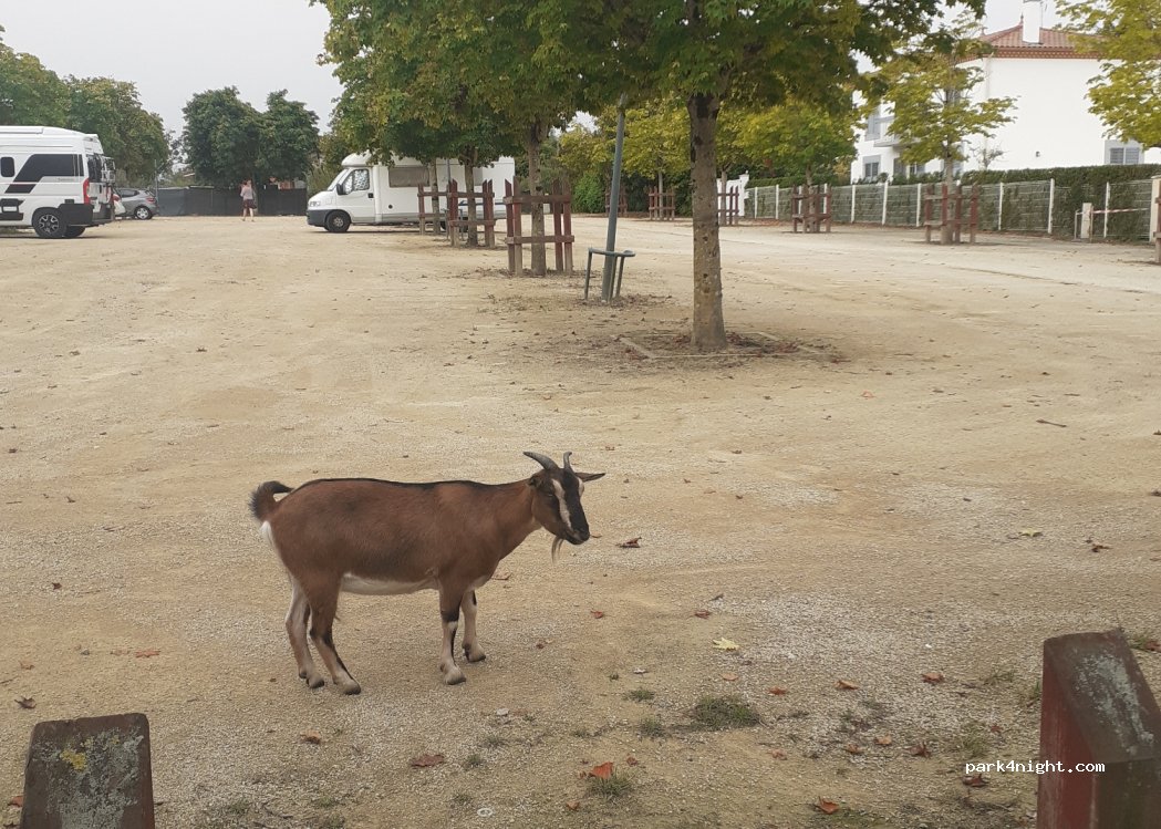 (40500) Saint-Sever - 7 Rue du Docteur Louis Fournier — foto 3