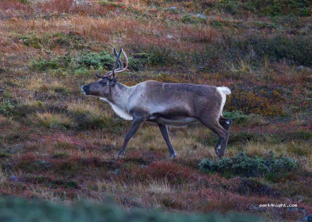 (2975) Vang - Slettefjellvegen — foto 4