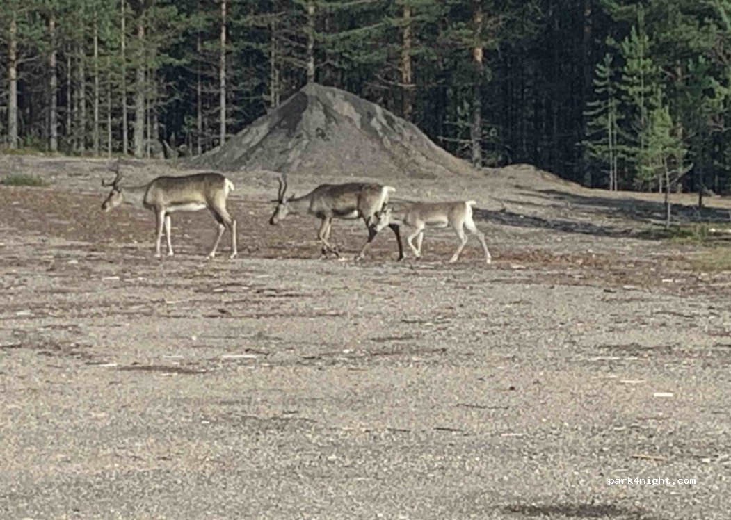 (95750) Orajärvi - Unnamed Road — foto 5