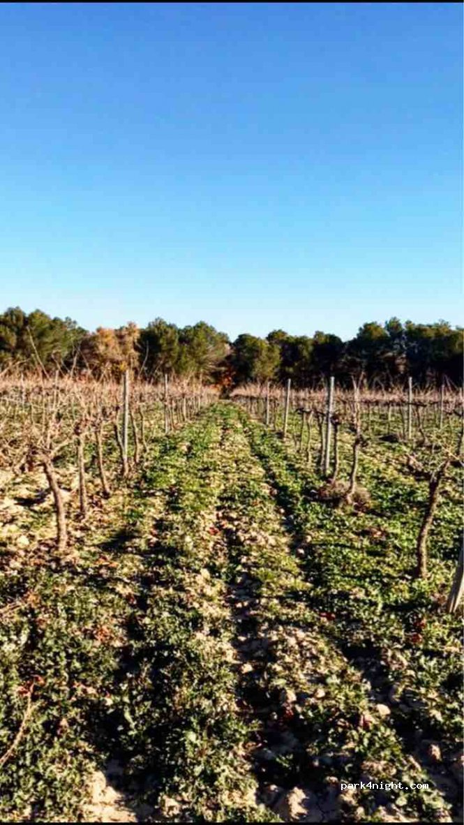 Cellers Carol Vallès — foto 3