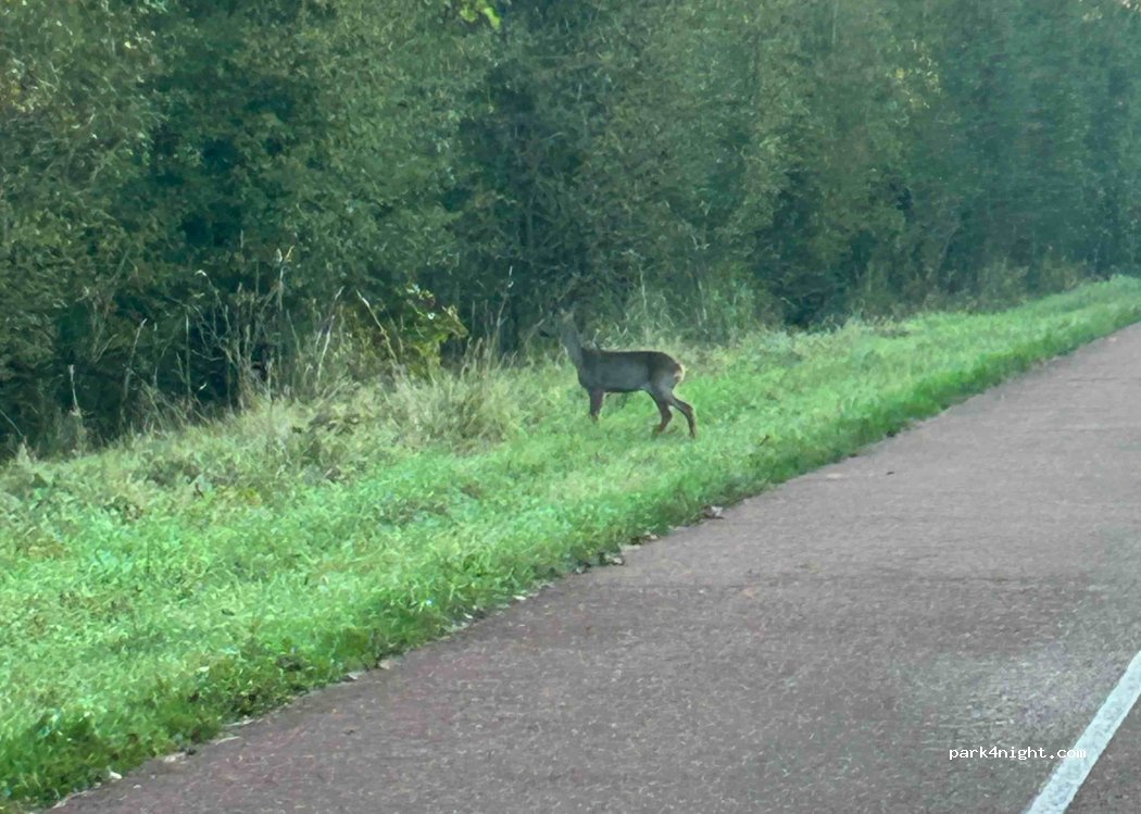 (3233 CV) Oostvoorne - 58 Zeeweg — foto 3