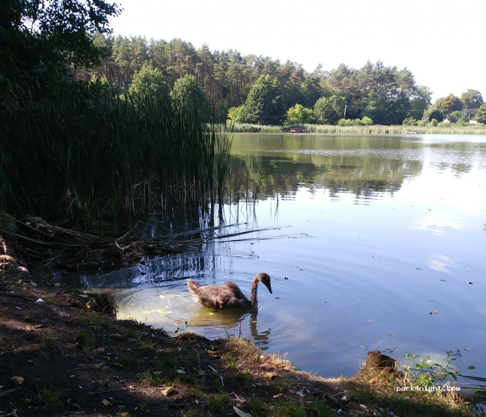 (64-729) Dzierżążno Wielkie - — foto 3