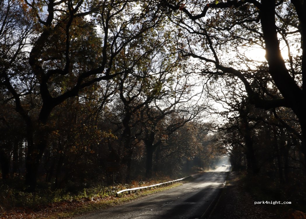 Delamere Forest Camping and Caravanning Club Site — foto