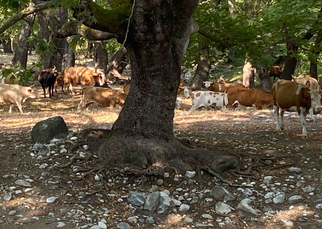 (623 00) Fea Petra, Sindiki - Eparchiaki Odos Sidirokastrou-Ano Vrontou — foto 4