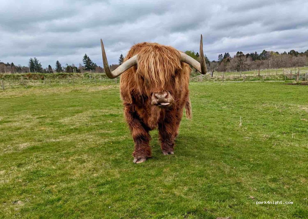 (PH25 3EA) Nethy Bridge - B970 Grantown Road — foto 4