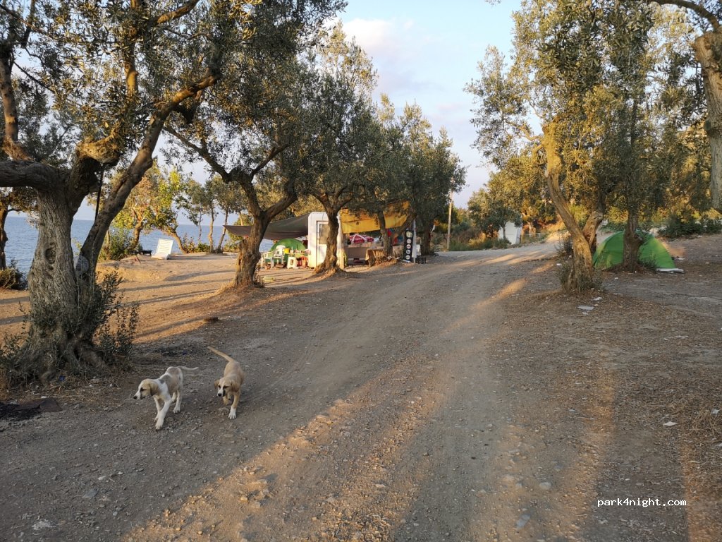 (16960)  - Gemlik Mudanya Yolu — foto