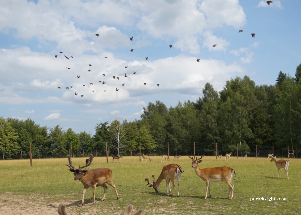 (81439) Šiauliai - Domantų kaim — foto 3