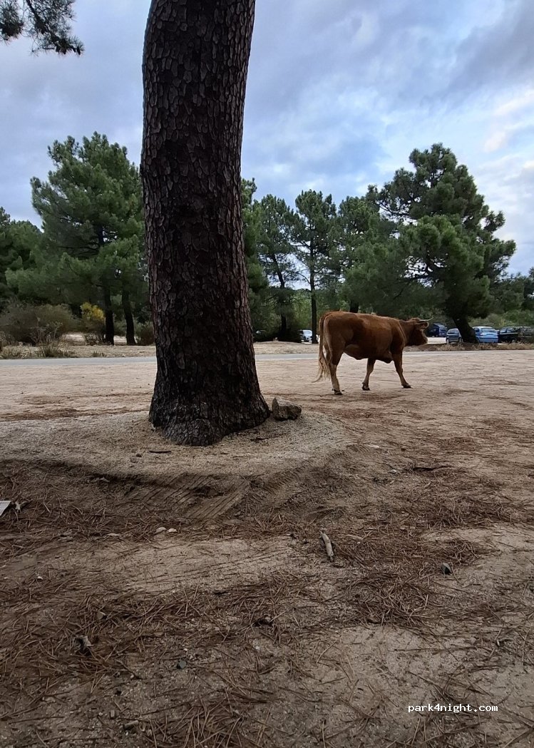 (28440) Guadarrama - Carretera de La Jarosa — foto 4