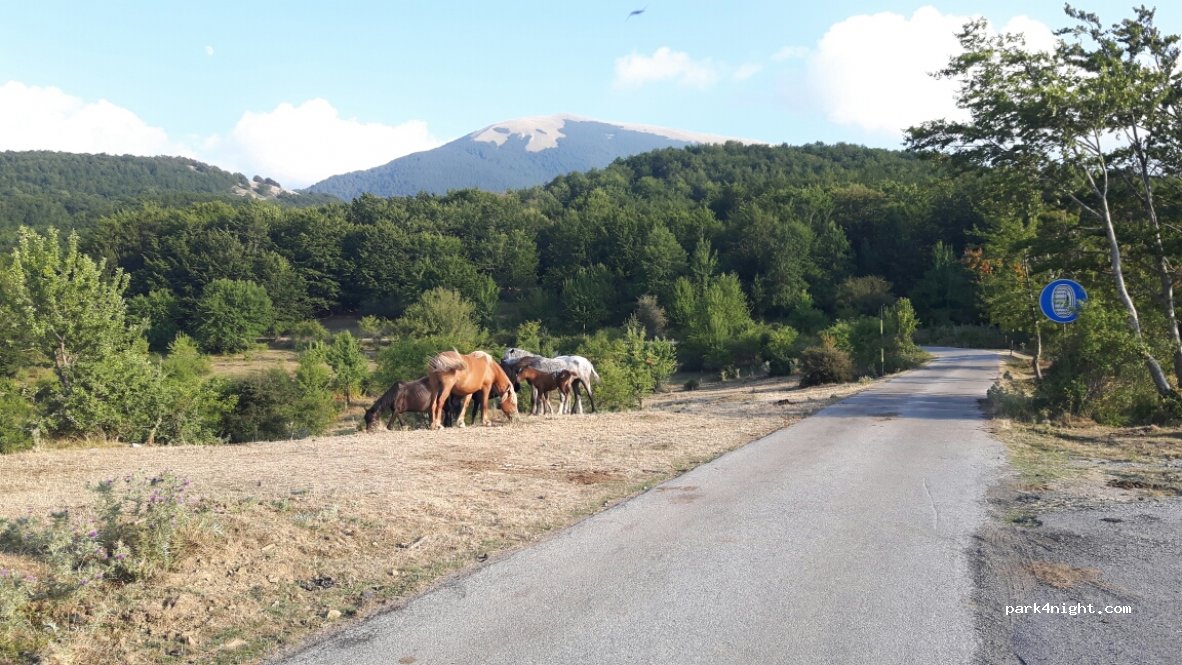 (85040) Viggianello - Strada Ruggio-Visitone — foto