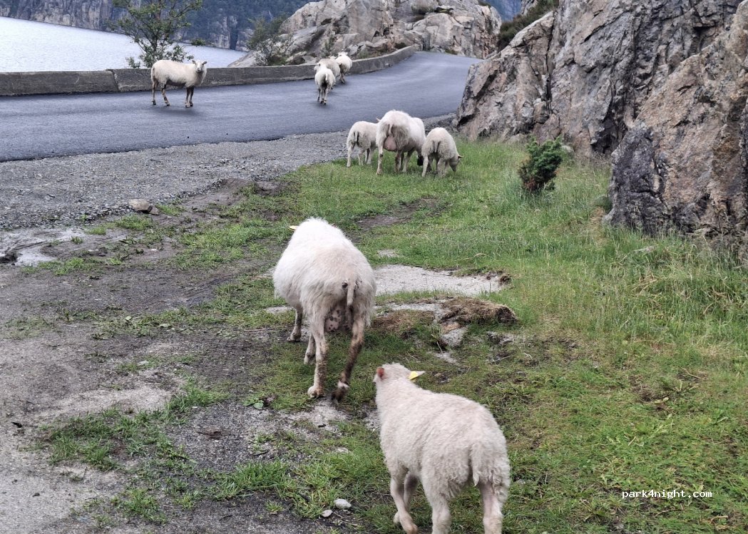 (4110)  - 1 Sekundær Fylkesveg 496 — foto 4