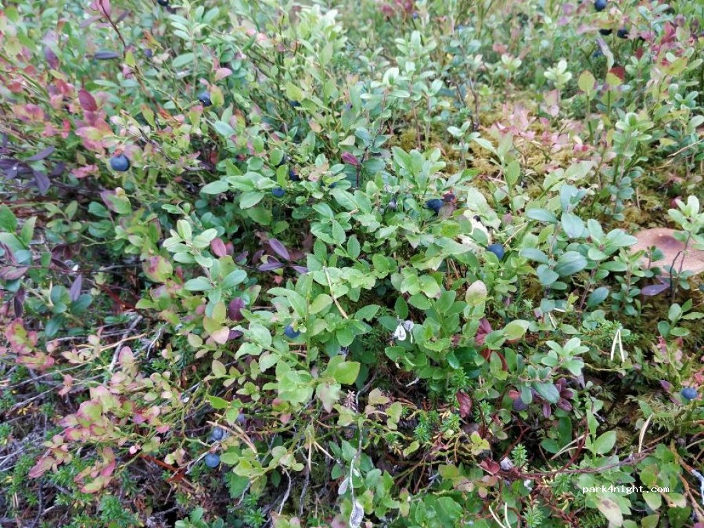 (2448)  - Primær Fylkesveg 26 — foto 2