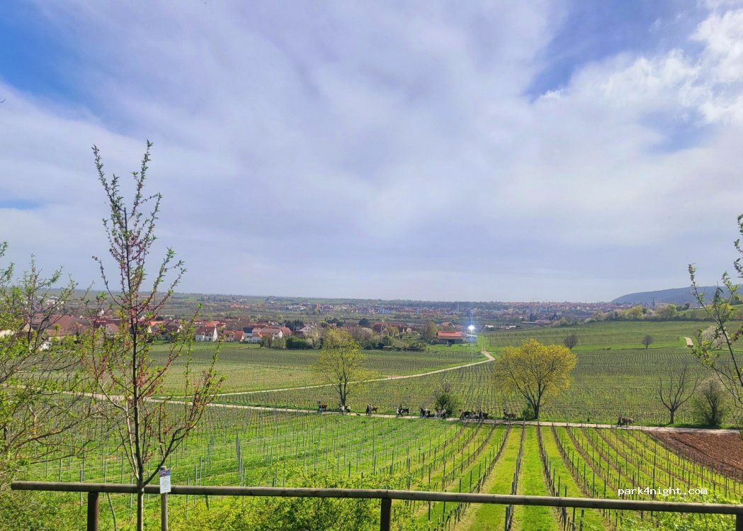 Weingut Henninger — foto 4