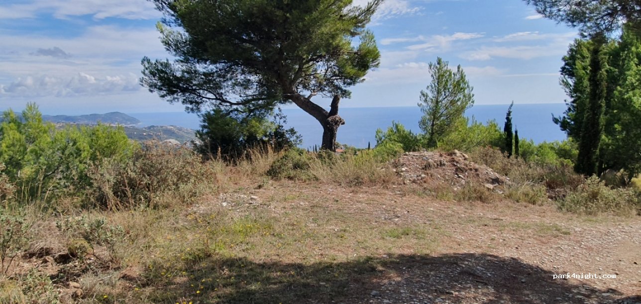 (18017) Cipressa - Strada Antica Torre — foto