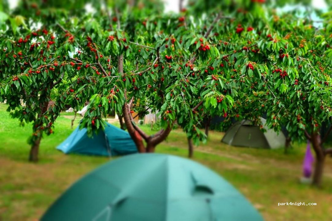 Camping Turtle Camp — foto
