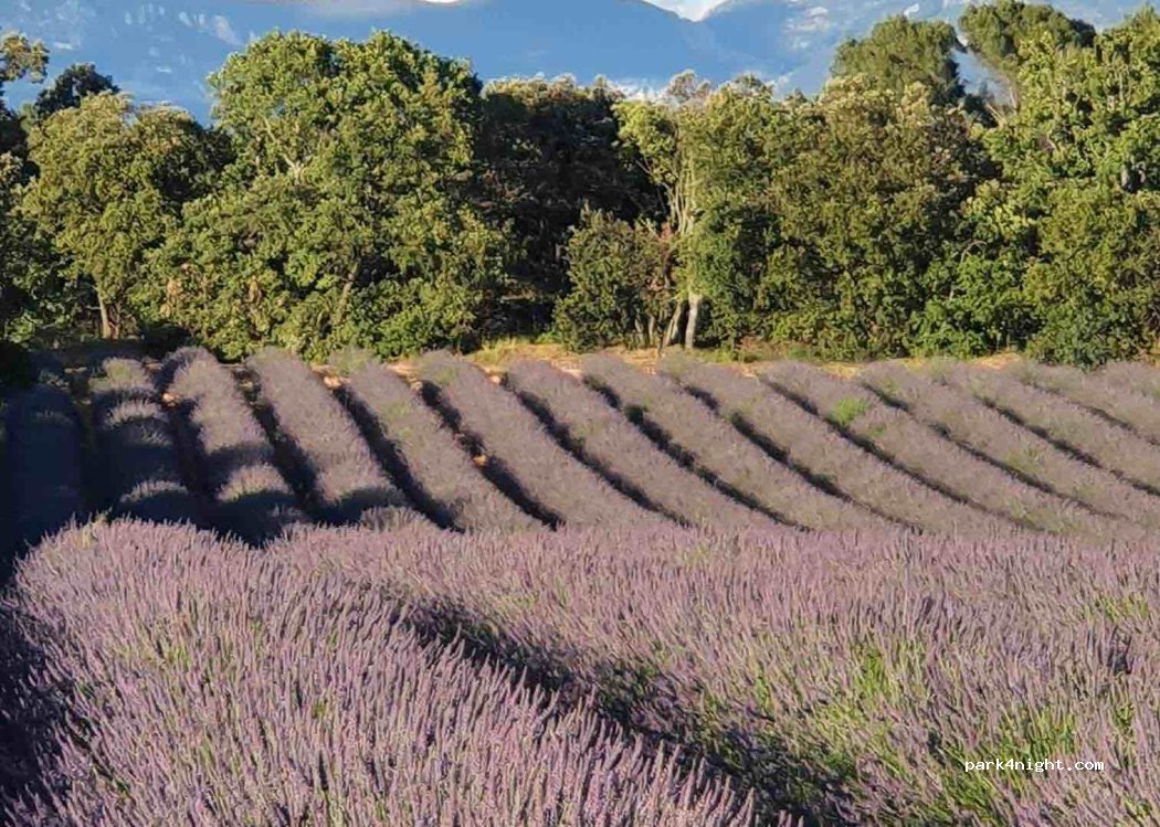 APICULTEUR Récoltant Schmidt Nicolas — foto 4