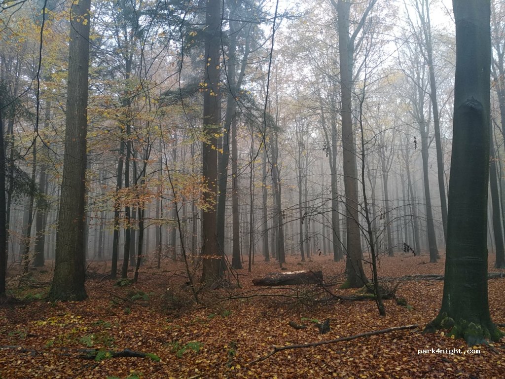 (28857) Syke - 71 Bassumer Landstraße — foto
