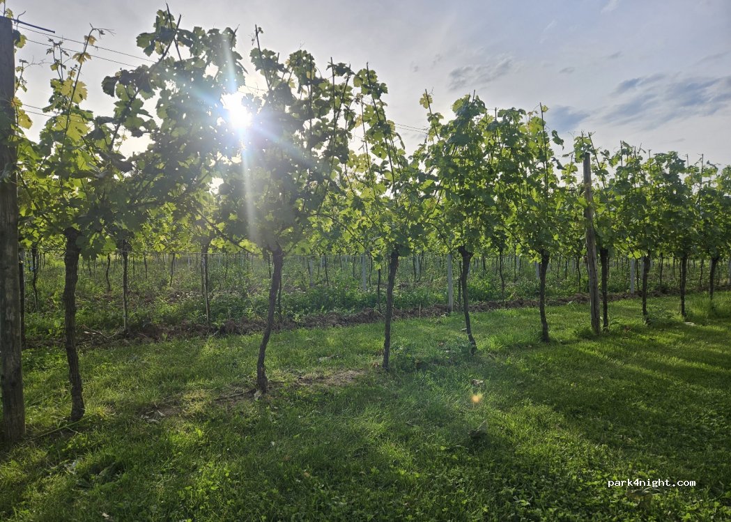 WeinGut Lorentz — foto 4