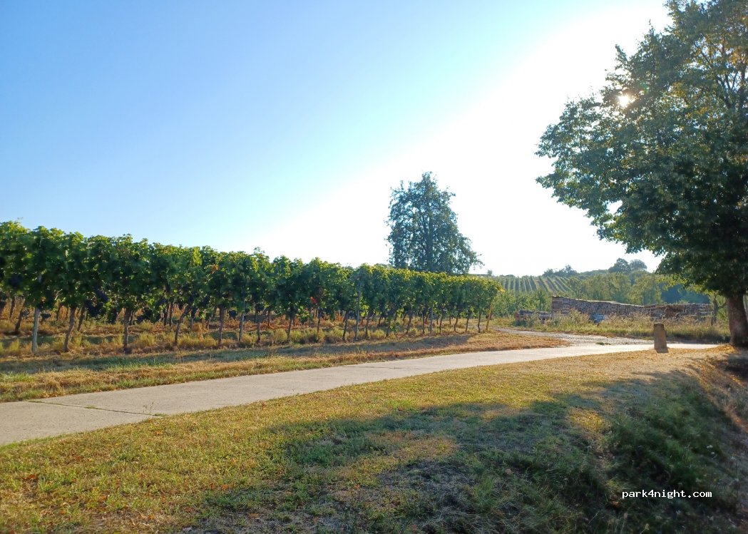 Weingut Cuntz Sonnenhof — foto 2