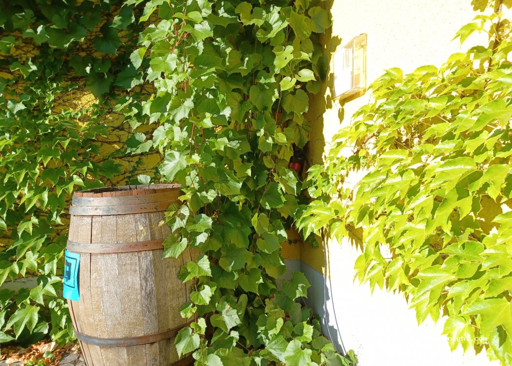 Weingut Cuntz Sonnenhof — foto 3