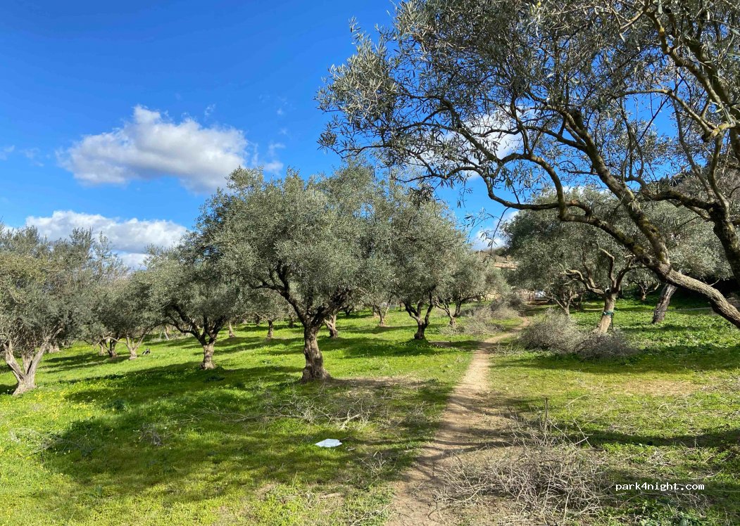 Olive Uncle Olive Plantation — foto