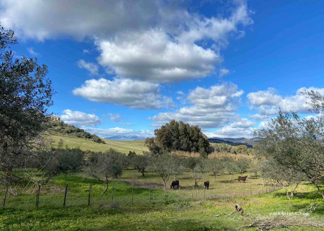 Olive Uncle Olive Plantation — foto 2