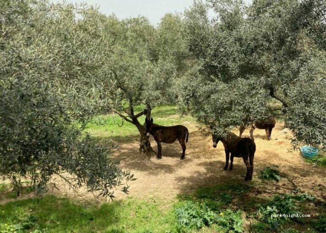 Olive Uncle Olive Plantation — foto 3