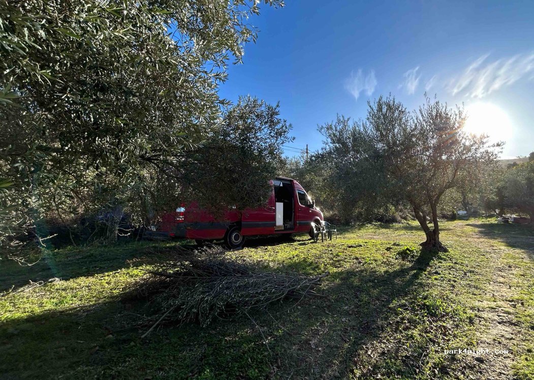 Olive Uncle Olive Plantation — foto 4