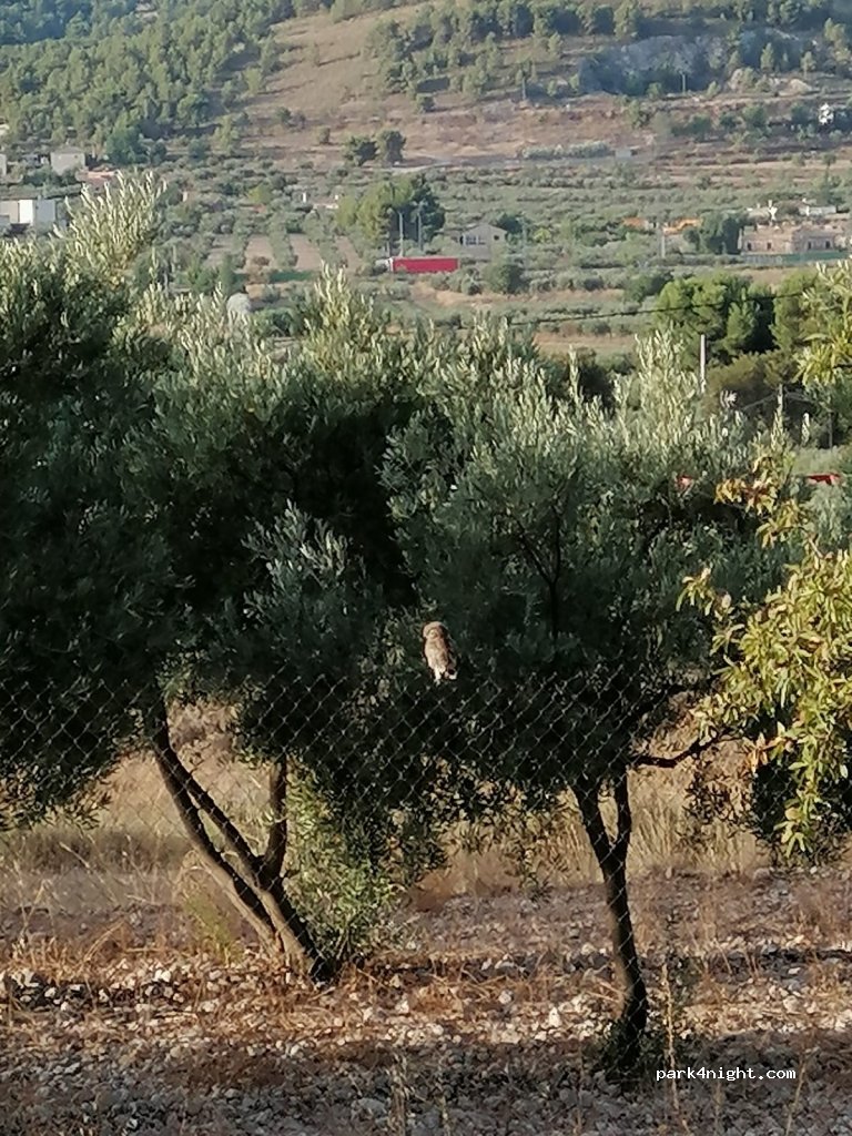 LACAVA — foto