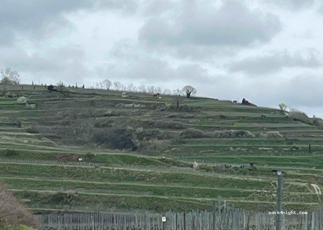 Weingut Schweizer — foto 4