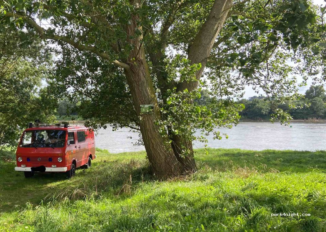 (49290) Chalonnes-sur-Loire - Queue de Margerie — foto 4