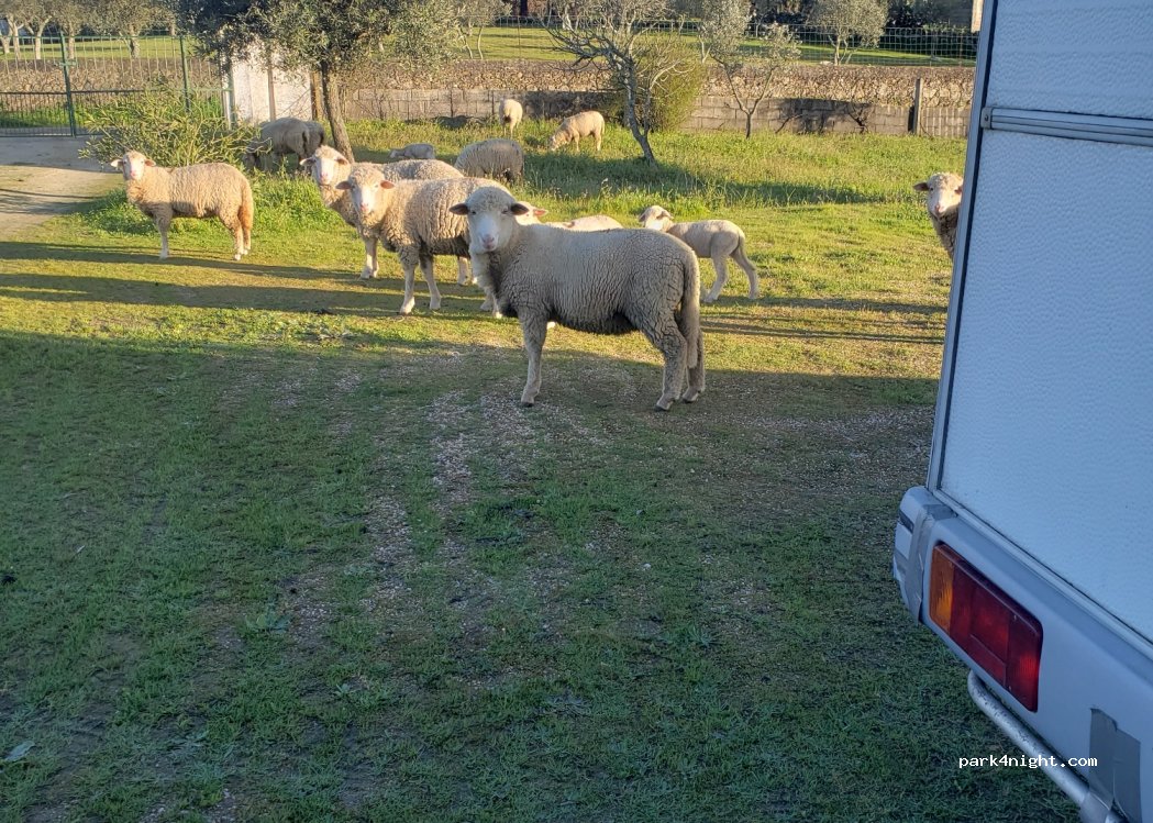 (7320) Póvoas e Meadas - Unnamed Road — foto 4