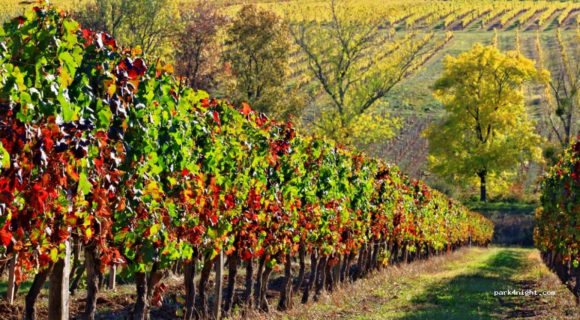 Domaine de Grange Neuve — foto 2