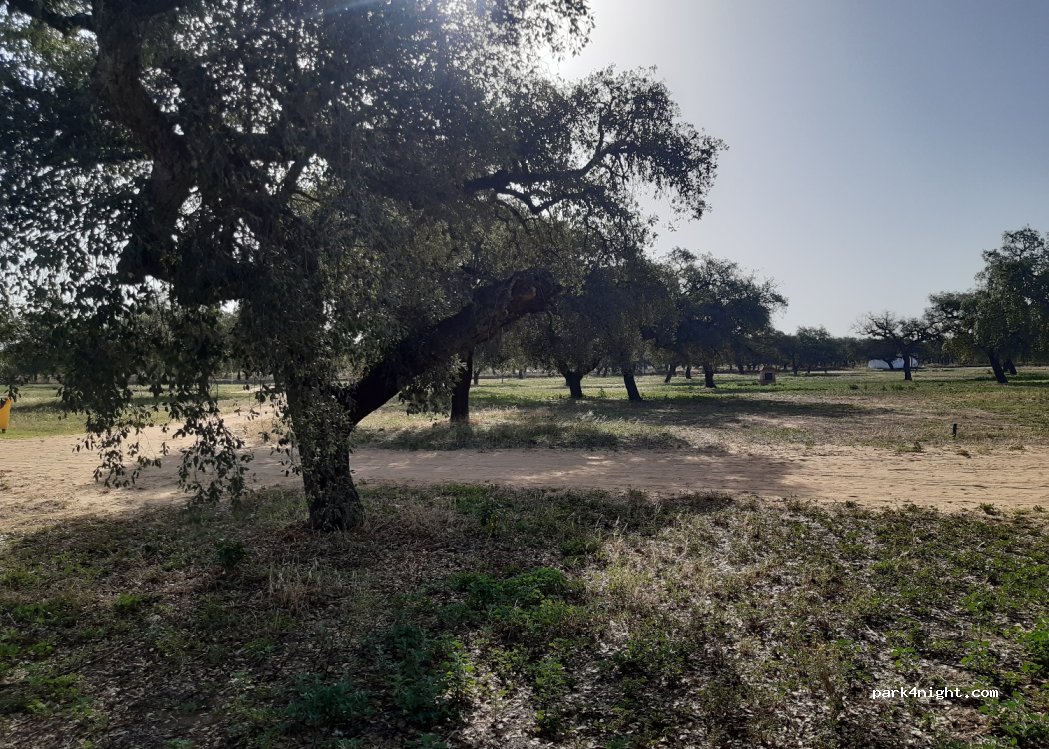 (21710) Bollullos Par del Condado - Unnamed Road — foto 3