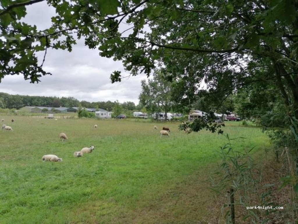 Camping De Schaapskooi — foto