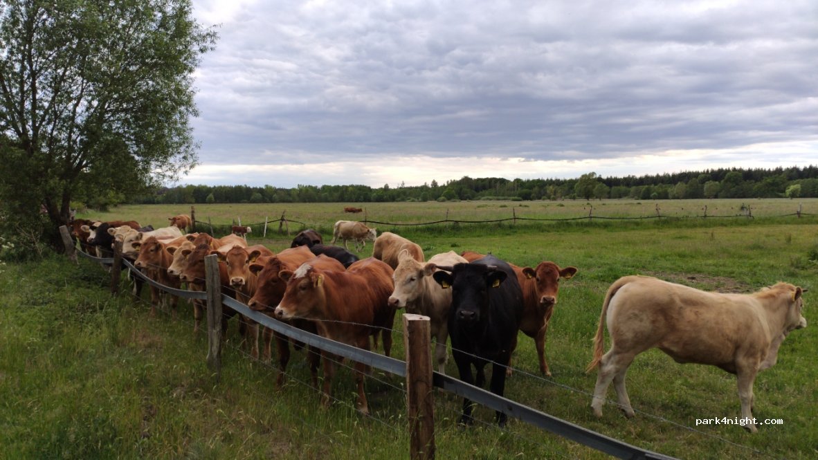 (38518) Gifhorn - 1 An der Aller — foto 4