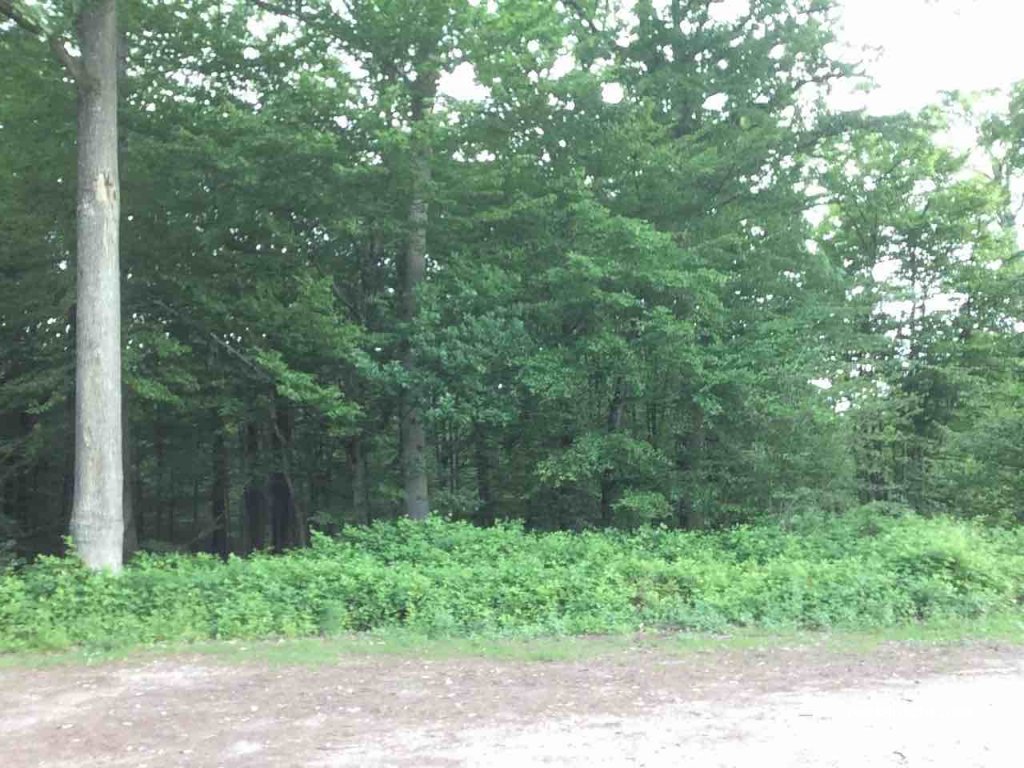 (78690) Les Essarts-le-Roi - Route Forestière des Cinq Cents Arpents — foto