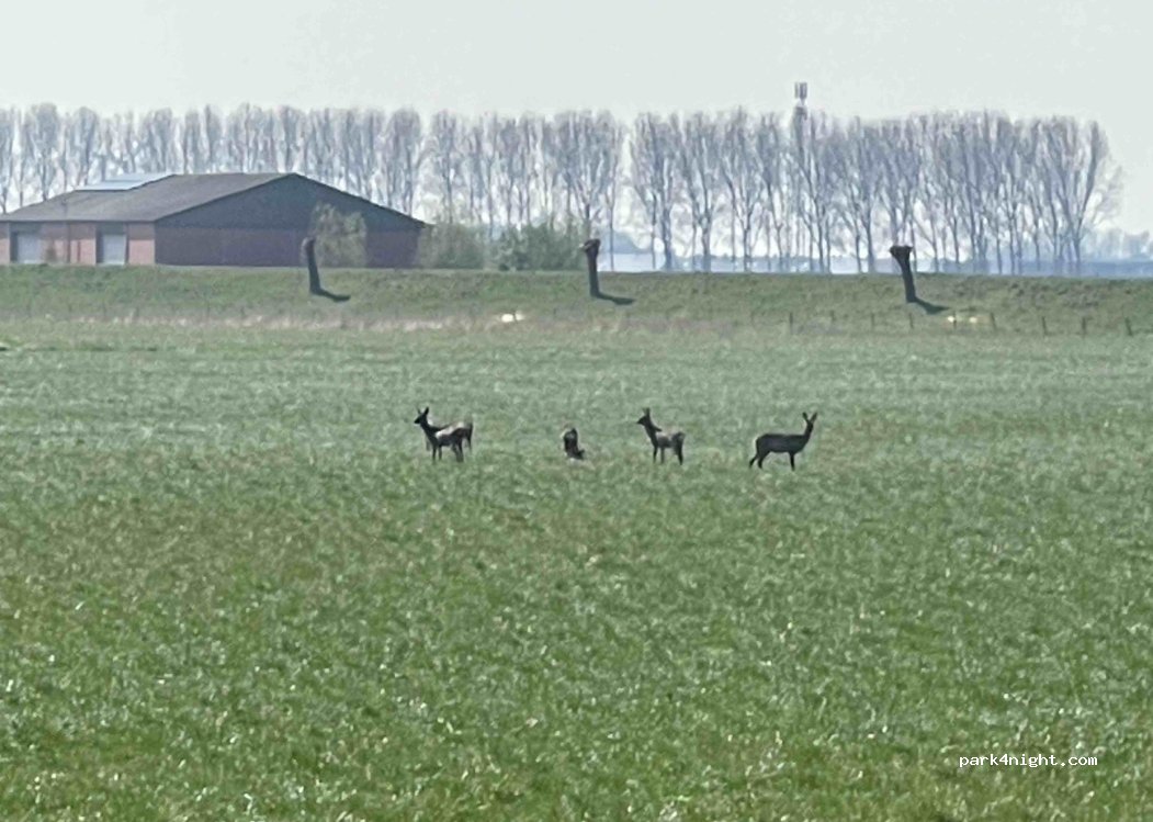 (4543 PH) Zaamslag - Kleine Huissenspolderweg — foto 4