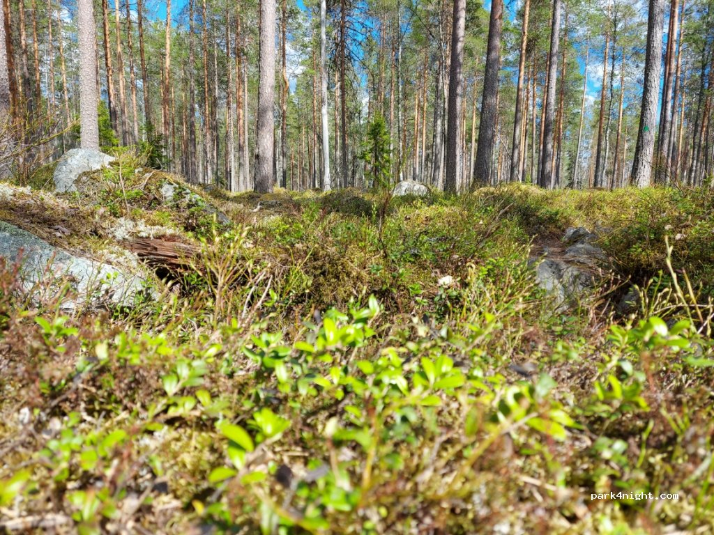 Salamajärvi National Park — foto