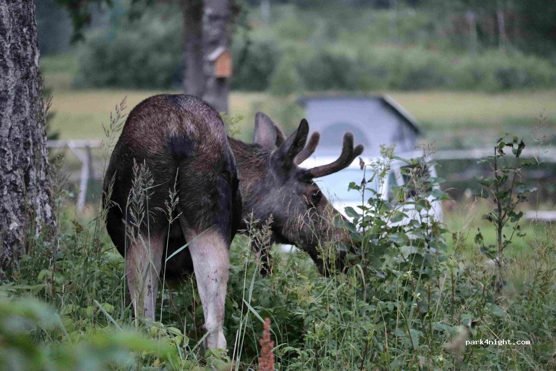 Velfjord Camping & Hytter — foto 2