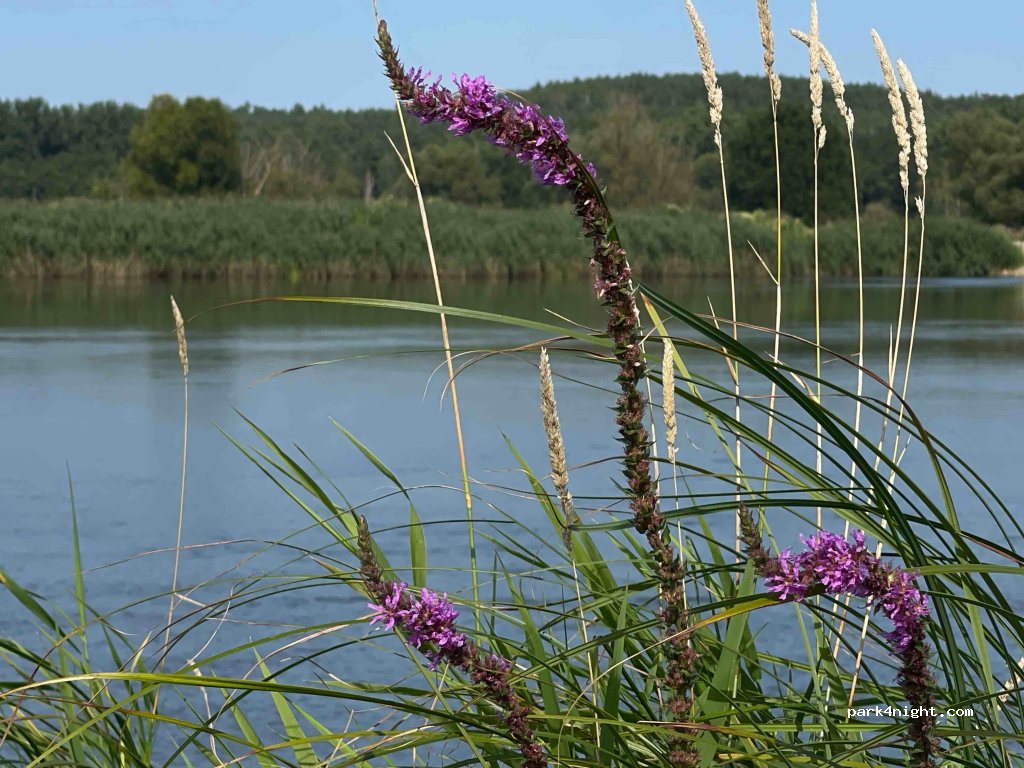 (16259) Oderaue - Bienenwerder — foto 4