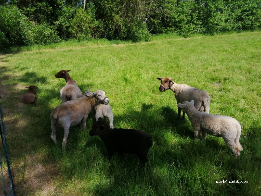 Campingplatz Bargener Fähre — foto