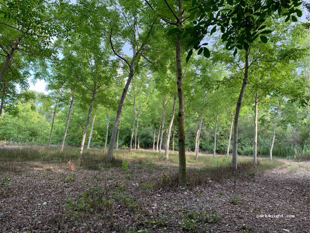 (25126) Alfarràs - Unnamed Road — foto