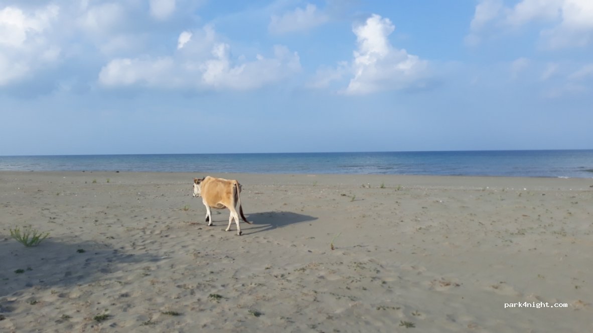 (55431) Samsun - Unnamed Road — foto 3