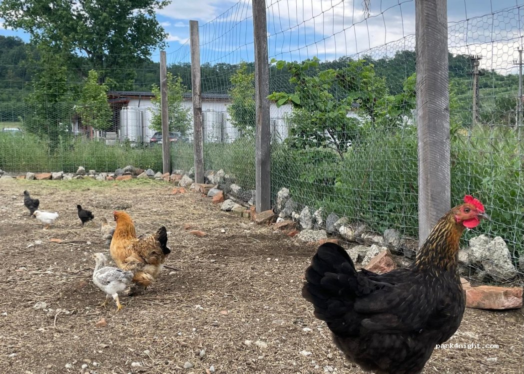 Domaine Catleya - Severinesti Viticola SRL — foto 4