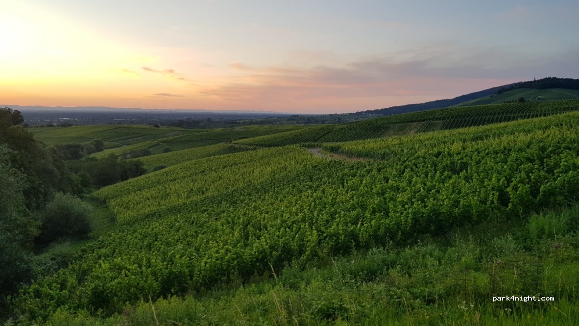 (77815) Bühl - Weinstraße — foto