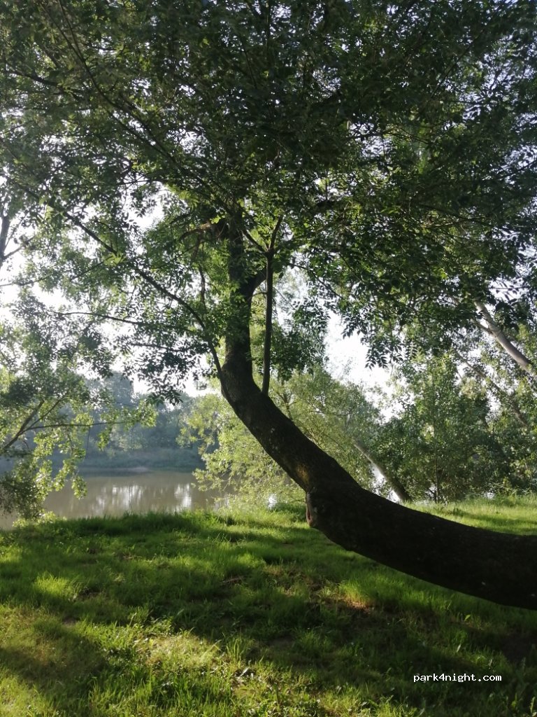 (37140) Chouzé-sur-Loire - 8 Rue de l'Île Bourdon — foto